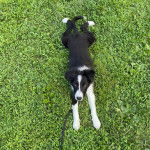 Un Border Stack au pelage bicolore, allongé sur une surface herbacée et qui est tenu en laisse 