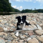 Un Border Stack au pelage bicolore, allongé sur des gravillons et regardant vers la caméra 