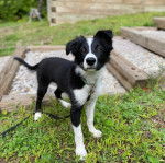 Un Border Stack au pelage bicolore, debout sur ses quatre pattes sur une surface herbacée et qui est tenu en laisse 