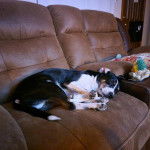 Un Border Stack au pelage bicolore, allongé sur un canapé et semblant dormir 