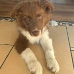 Un Border Stack au pelage bicolore, allongé sur un sol carrelé et regardant vers la caméra 