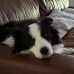 Un Border Stack au pelage bicolore, allongé sur un canapé et regardant vers la caméra 