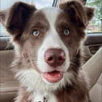 Un Border Stack au pelage bicolore, ayant la gueule ouverte et semblant détendu 