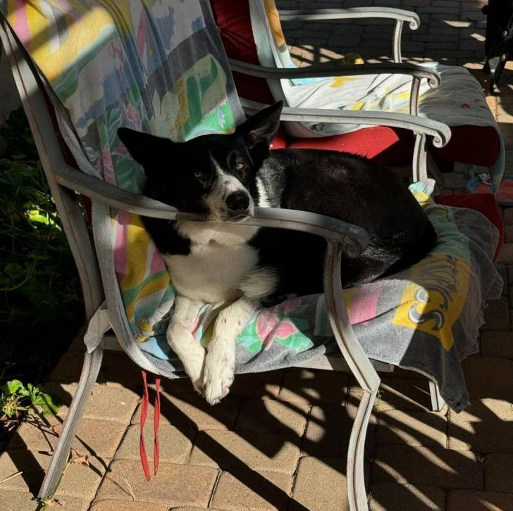 Un Border Stack au pelage bicolore, allongé sur une chaise et regardant vers la caméra 