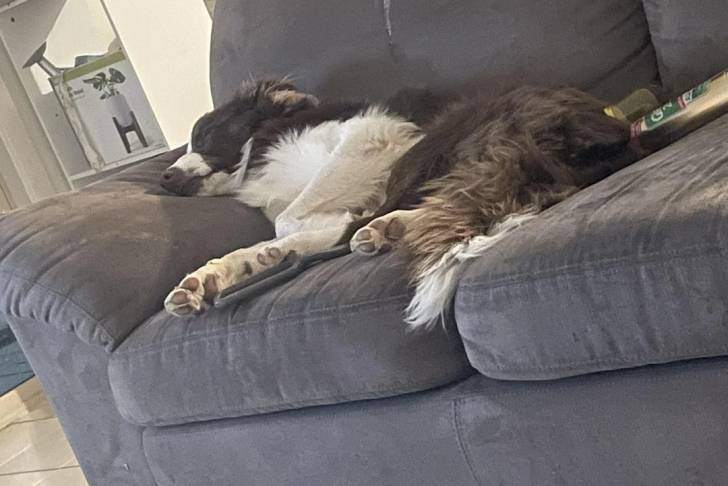 Un Border Stack allongé sur un canapé et semblant dormir 
