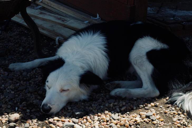 Un Border Stack allongé sur des gravillons et semblant dormir 