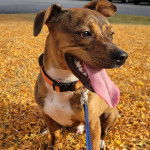 Un Chi Staffy Bull ayant la langue pendante et qui est tenu en laisse 