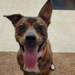 Un Chi Staffy Bull ayant la langue pendante et portant un collier autour du cou
