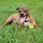 Un Chi Staffy Bull allongé sur un terrain herbeux ayant la langue pendante et portant un collier autour du cou