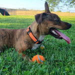 Un Chi Staffy Bull ayant la langue pendante et portant un collier autour du cou