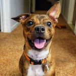 Un Chi Staffy Bull assis sur une moquette et portant un collier autour du cou