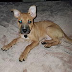 Un Chi Staffy Bull allongé sur un lit et portant un collier autour du cou