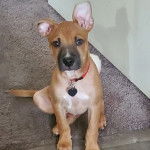 Un Chi Staffy Bull assis sur une moquette et portant un collier autour du cou