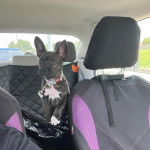 Un Chi Staffy Bull assis sur le siège d'une voiture et portant un collier autour du cou