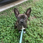 Un Chi Staffy Bull assis sur un terrain herbeux et qui est tenu en laisse