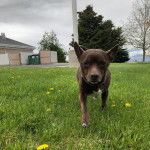 Un Chi Staffy Bull marchant sur une surface herbacée et regardant vers la caméra 