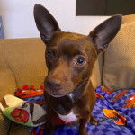 Un Chi Staffy Bull assis sur un canapé