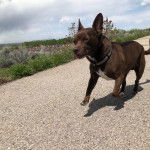 Un Chi Staffy Bull courant sur une surface bitumé et portant un collier autour du cou