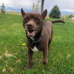 Un Chi Staffy Bull marchant sur un terrain herbeux et portant un collier autour du cou