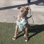 Un Chi Staffy Bull assis et portant un harnais 