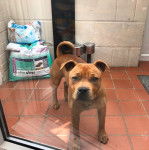 Un Chi Staffy Bull sur un sol carrelé et portant un collier autour du cou