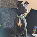 Un Chi Staffy Bull portant un collier autour du cou