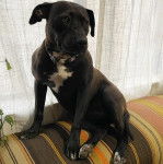 Un Chi Staffy Bull assis sur un canapé et portant un collier autour du cou