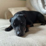 Un Chi Staffy Bull allongé et regardant vers la caméra 