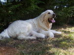 CH. Alba tomkowe przytulisko (Sans Affixe) - Berger Polonais de Podhale Femelle