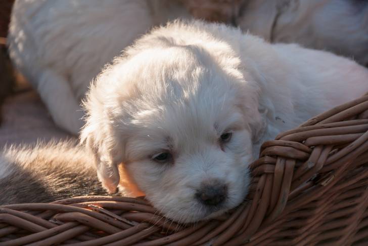 Photo Berger Polonais de Podhale
