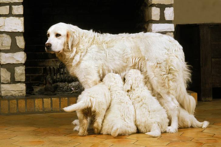 Photo Berger Polonais de Podhale