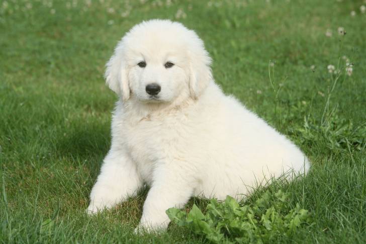 Photo Berger Polonais de Podhale