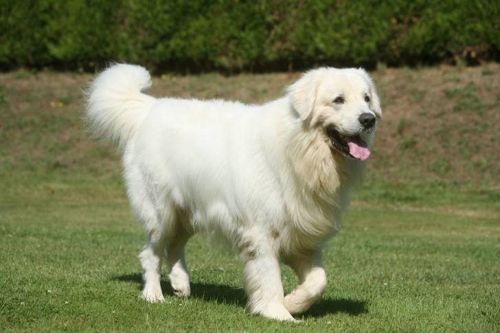 Photo Berger Polonais de Podhale