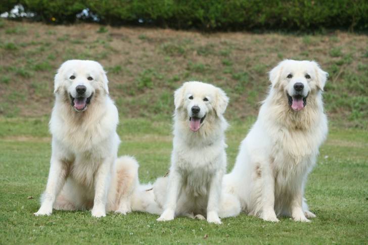 Photo Berger Polonais de Podhale