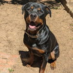 Un Miniature Rottweiler assis sur un sol sableux, ayant la gueule ouverte et portant un collier autour du cou