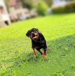 Un Miniature Rottweiler sur une surface herbac&eacute;e et portant un collier autour du cou 