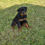 Un chiot Miniature Rottweiler assis sur une surface herbacée et portant un collier autour du cou