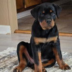 Un Miniature Rottweiler assis sur un tapis et regardant vers la caméra 