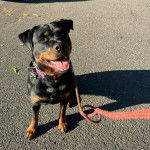 Un Miniature Rottweiler assis sur une route bitumée et qui est tenu en laisse 