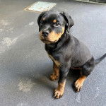 Un Miniature Rottweiler assis sur une moquette et regardant vers la caméra 