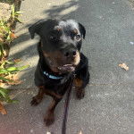 Un Miniature Rottweiler assis sur une surface en béton et qui est tenu en laisse 