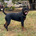 Profil d'un Miniature Rottweiler sur un terrain herbeux et portant un collier autour du cou
