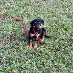 Un chiot Miniature Rottweiler assis sur une surface gazonn&eacute;e et qui est tenu en laisse 