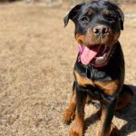 Un Miniature Rottweiler assis sur un terrain herbeux, ayant la langue pendante et portant un collier autour du cou 