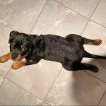 Un Miniature Rottweiler allongé sur un sol carrelé et regardant la caméra 