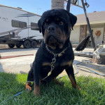 Un Miniature Rottweiler assis sur une surface herbacée et qui est tenu en laisse 