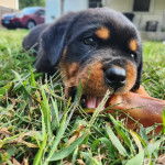 Un Miniature Rottweiler allongé sur une surface herbacée et semblant manger 
