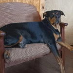 Un Miniature Rottweiler allongé sur une chaise et regardant la caméra 