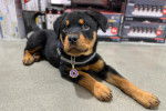 Un Miniature Rottweiler allongé et portant un collier autour du cou 