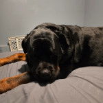 Un Miniature Rottweiler allongé sur un lit et qui est tenu en laisse 